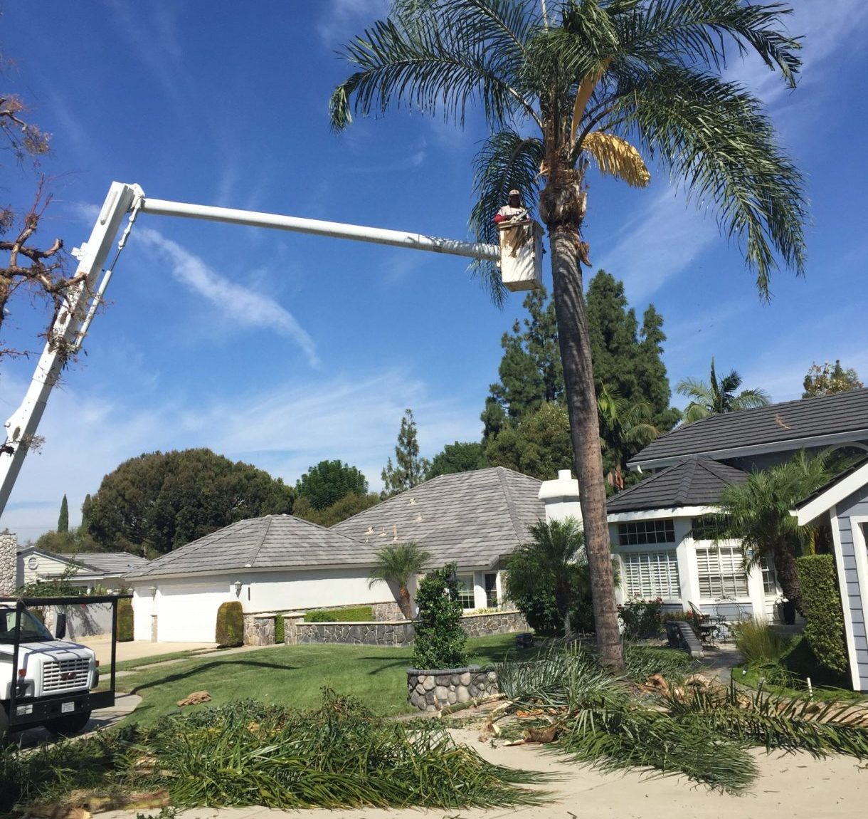 Orange County Tree Service, Trimming, Maintenance & Removal