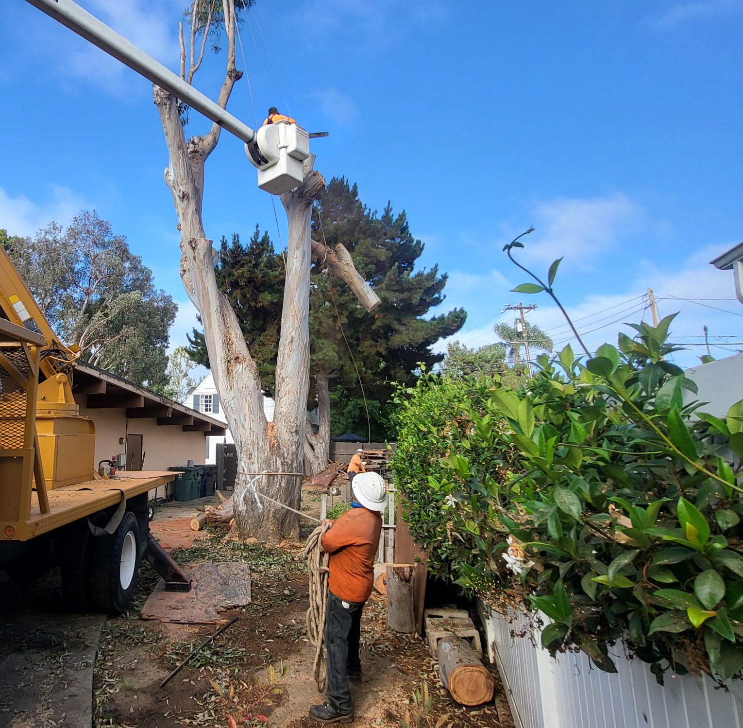 Tree Removal, Orange County Tree Trimming, Removal