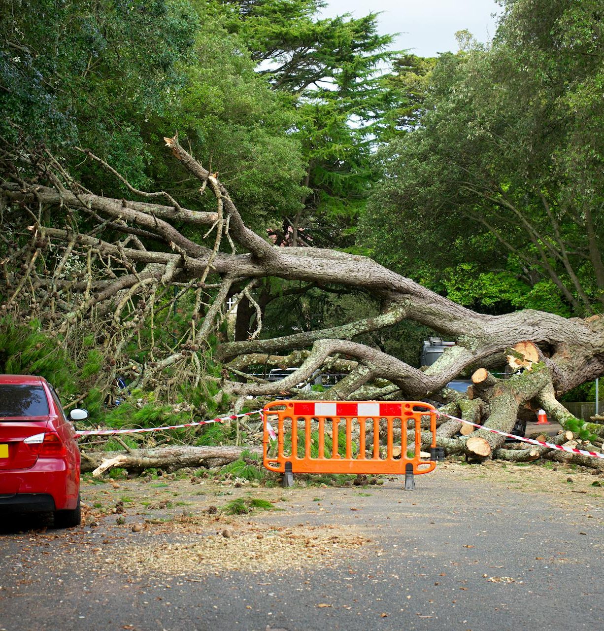 Emergency Tree Service, Orange County Tree Trimming, Removal