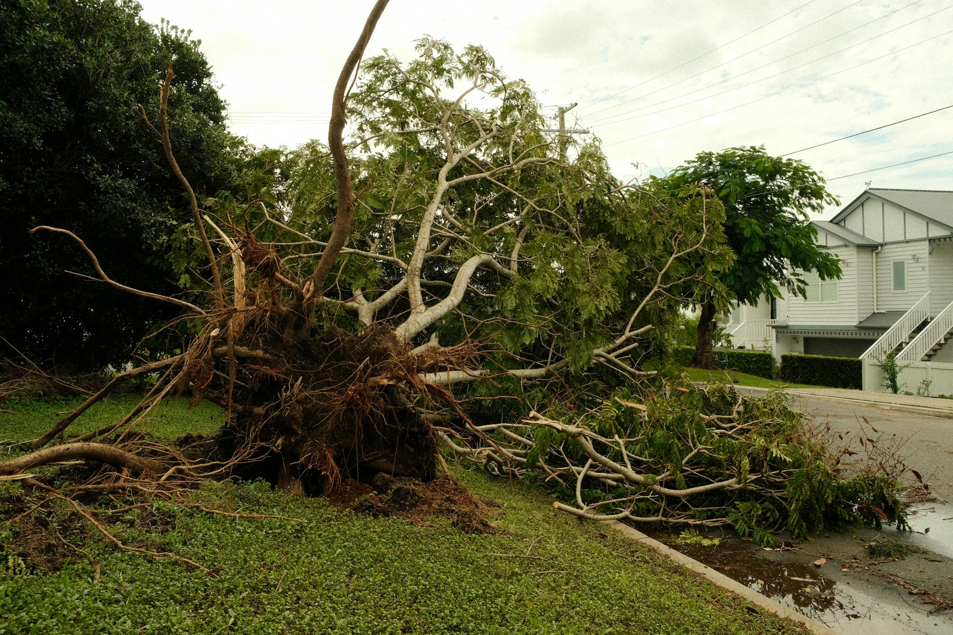 Emergency Tree Service, Orange County Tree Trimming, Removal