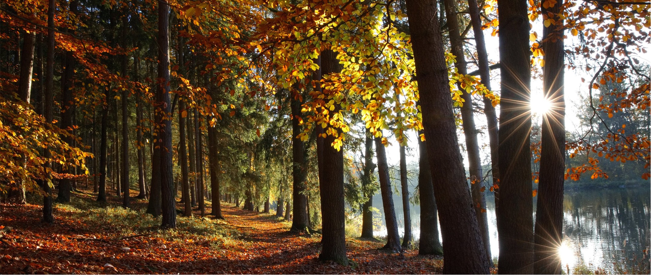 Orange County Tree Service, Trimming, Maintenance & Removal