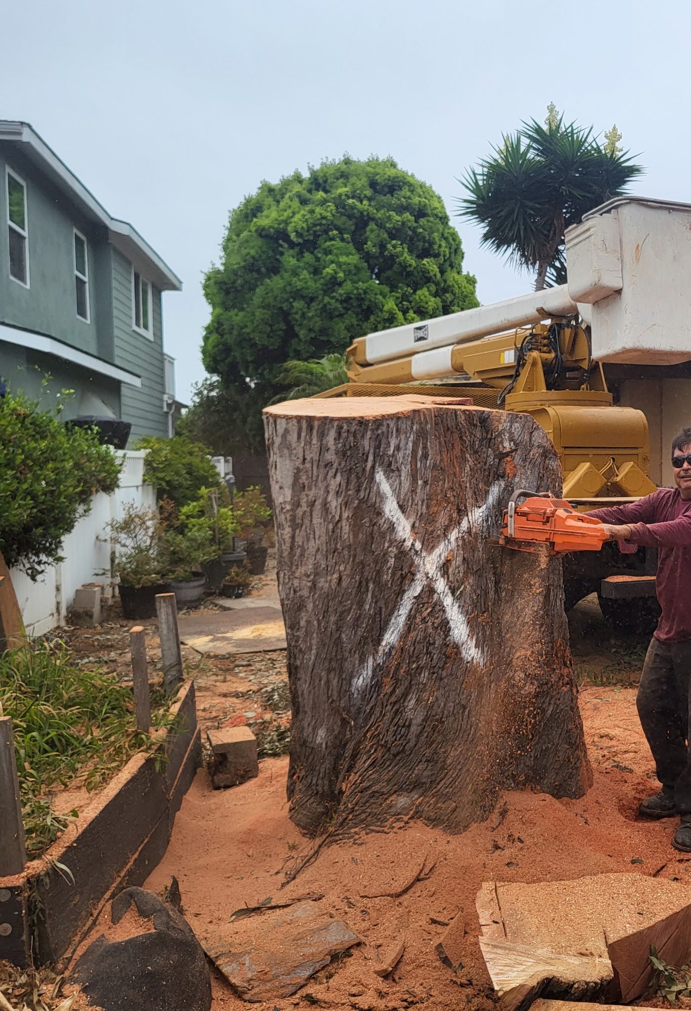 Tree Removal, Orange County Tree Trimming, Removal