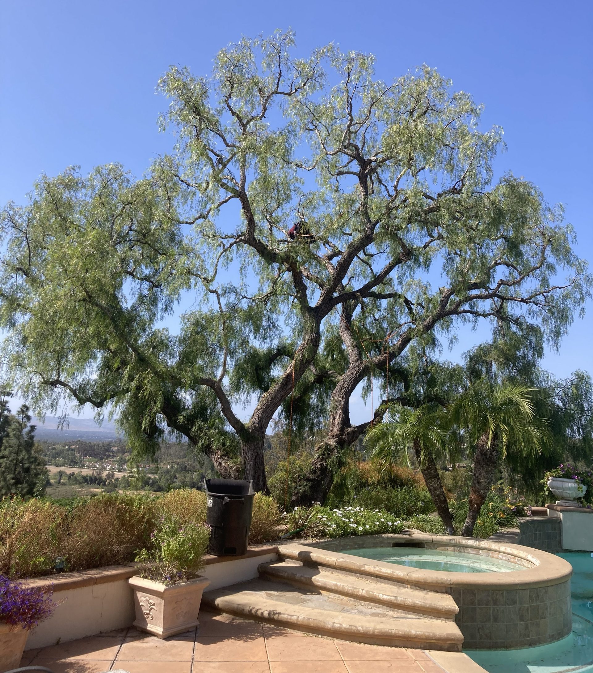 Tree Trimming & Pruning, Orange County Tree Trimming, Removal