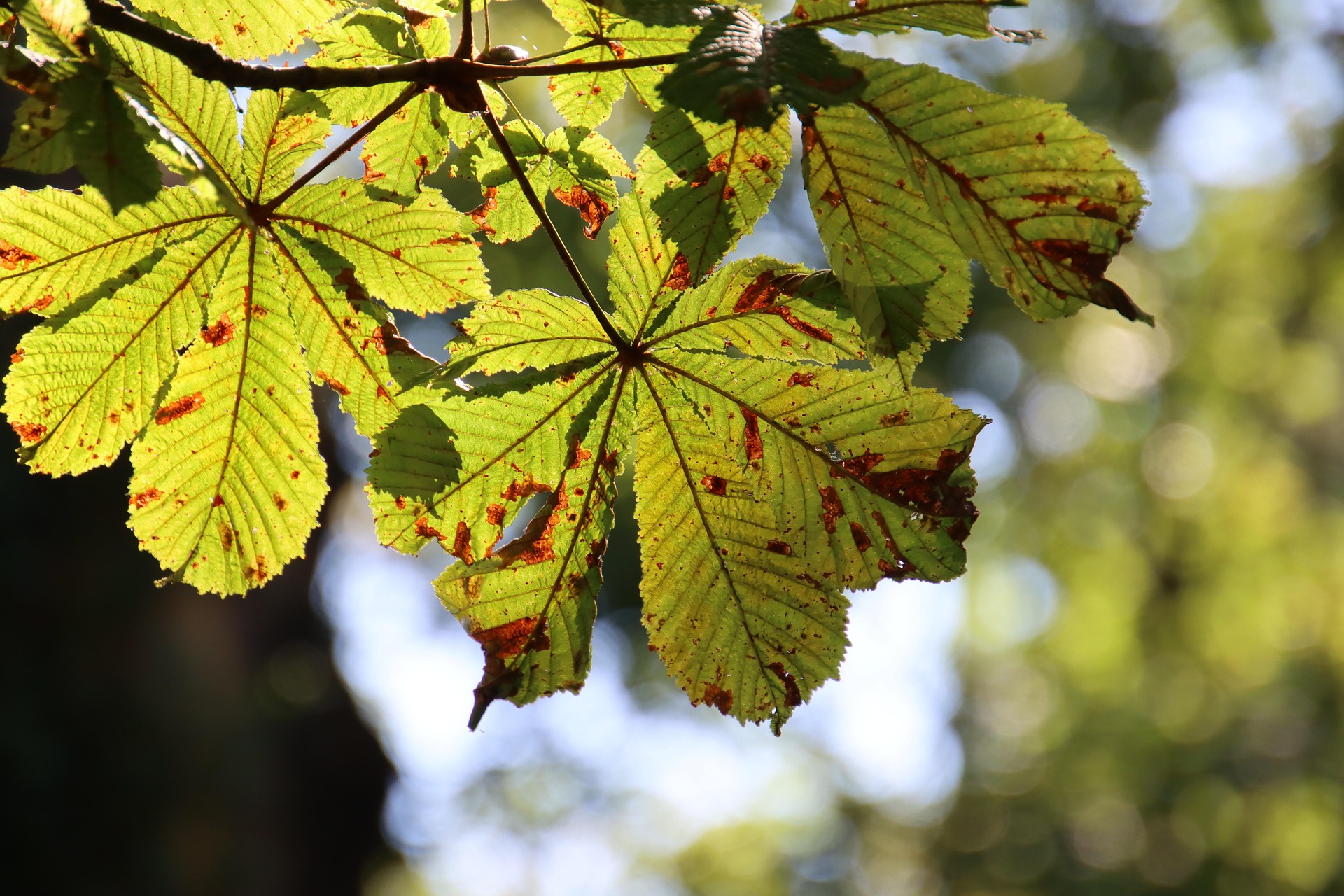 Tree Disease & Pest Management, Orange County Tree Trimming