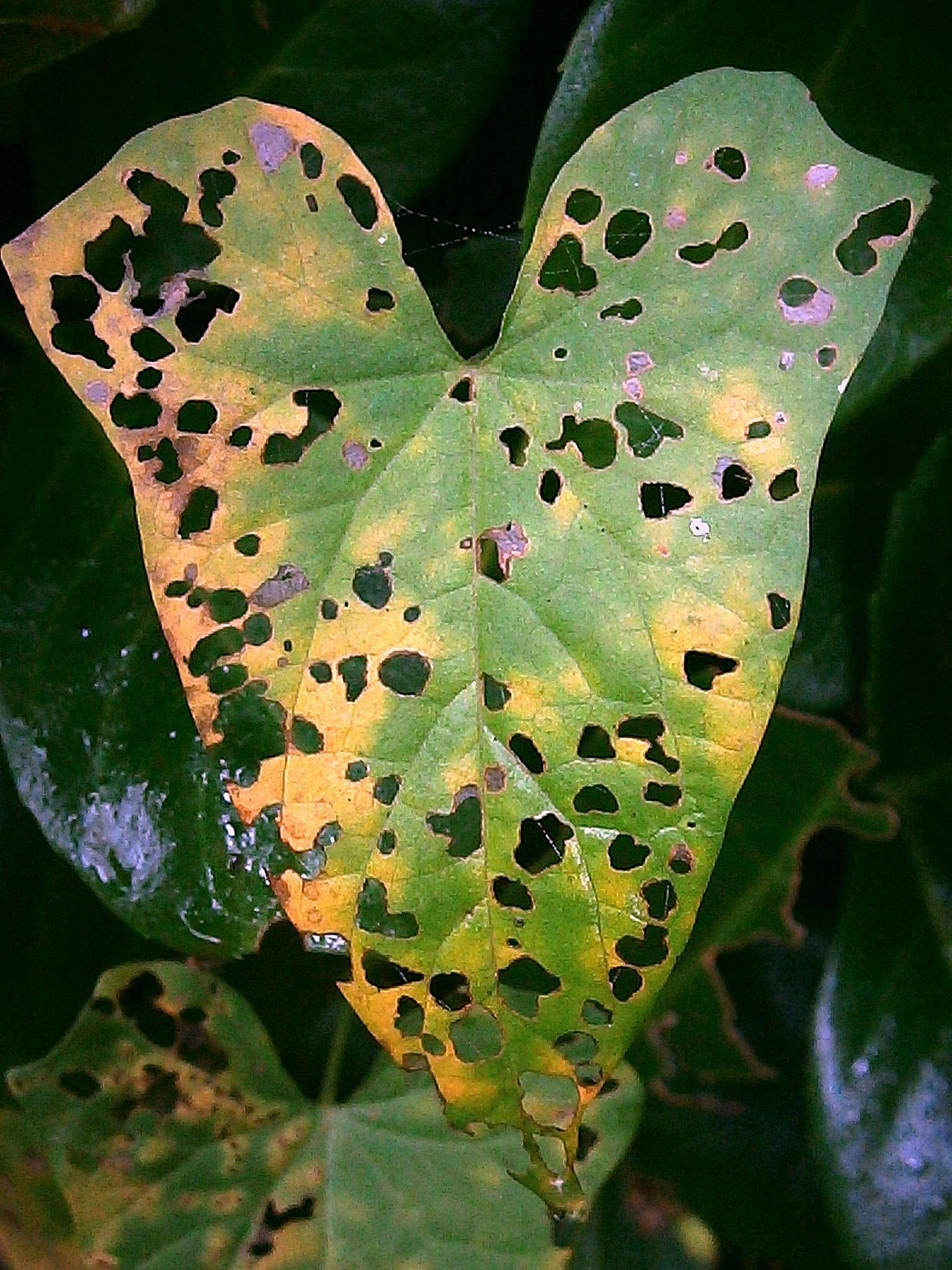 Tree Disease & Pest Management, Orange County Tree Trimming