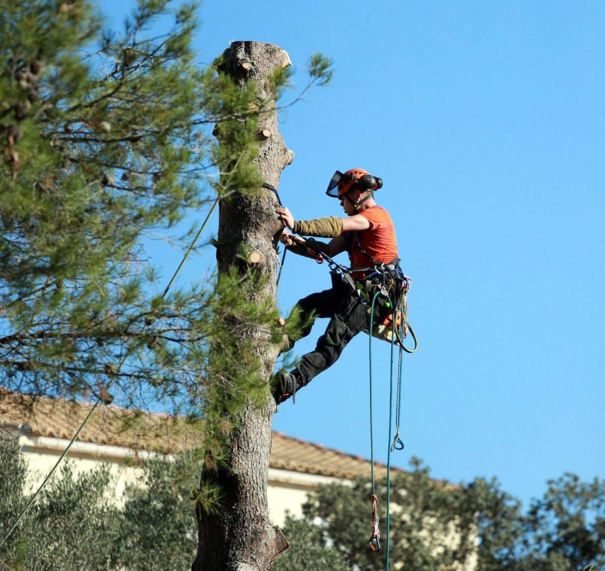Orange County Tree Service, Trimming, Maintenance & Removal