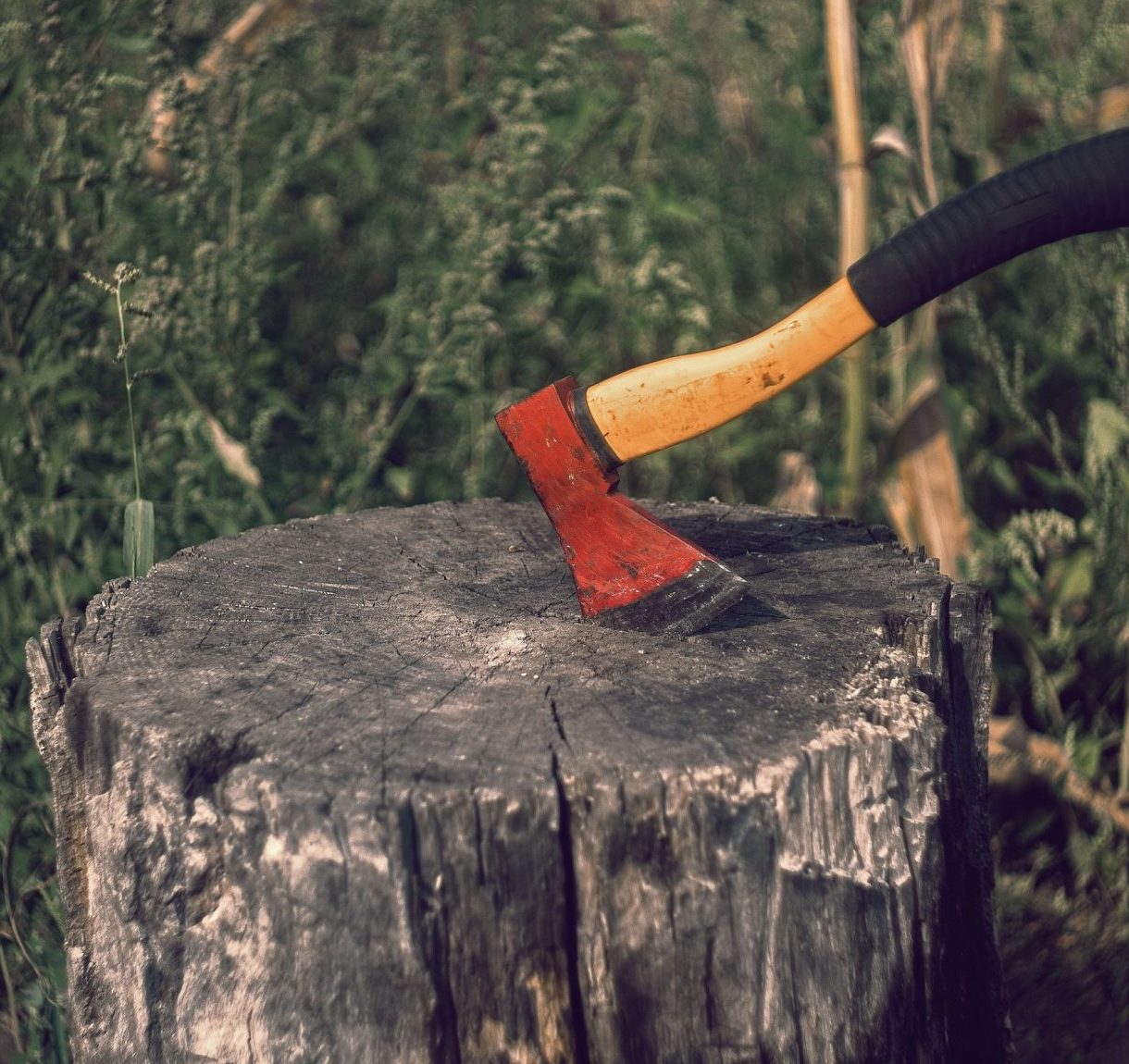Orange County Tree Service, Trimming, Maintenance & Removal