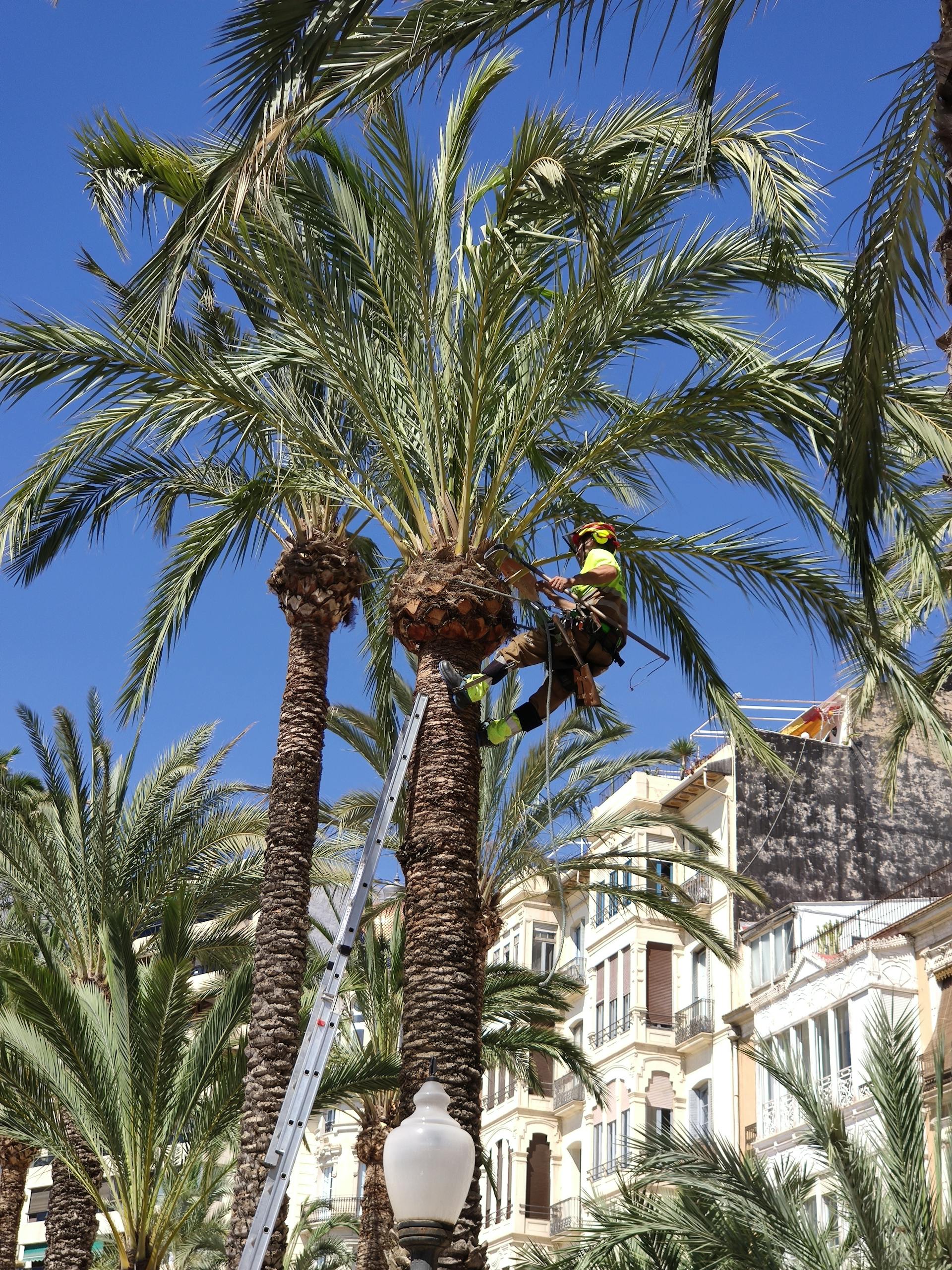 Services, Orange County Tree Trimming & Removal Service