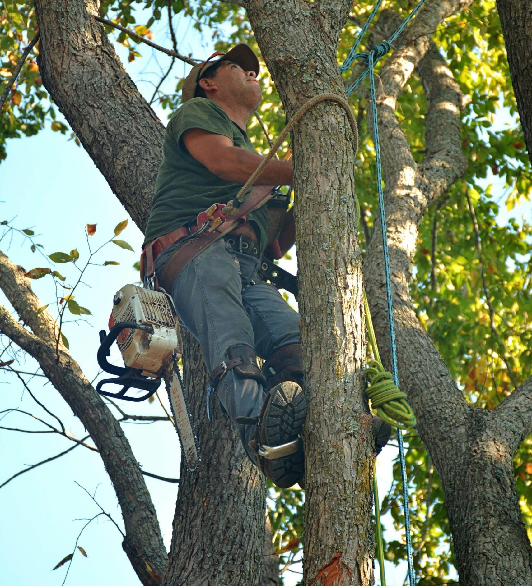 Orange County Tree Trimming & Removal Orange County Tree Service, Trimming, Maintenance & Removal