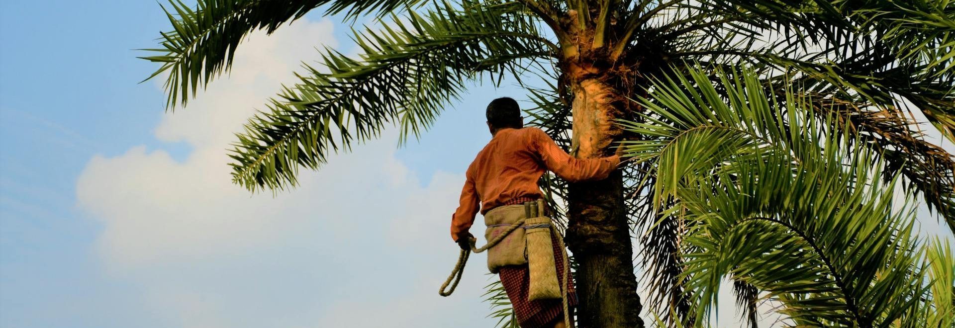 Services, Orange County Tree Trimming & Removal Service