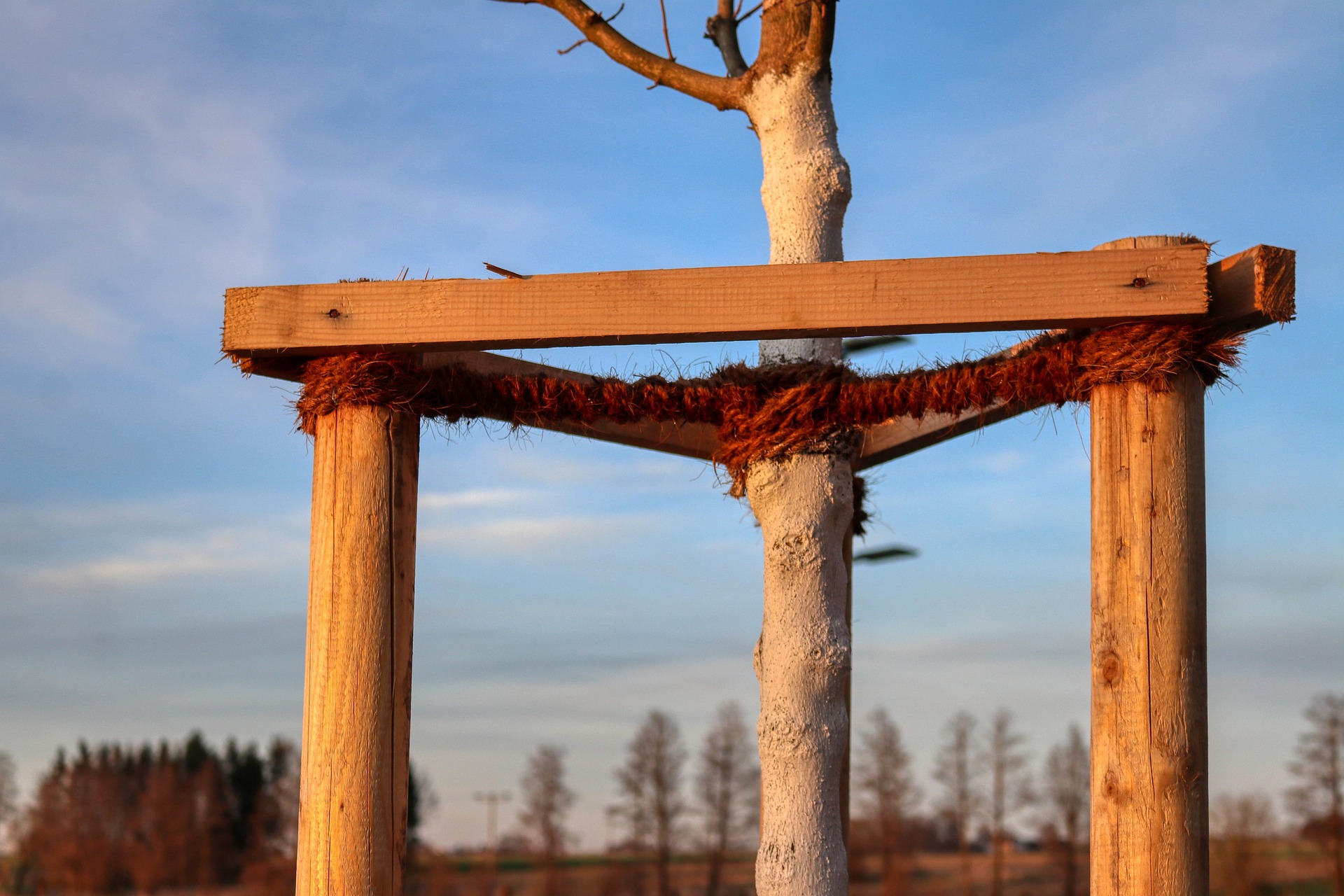 Tree Cabling & Bracing, Orange County Tree Trimming & Removal