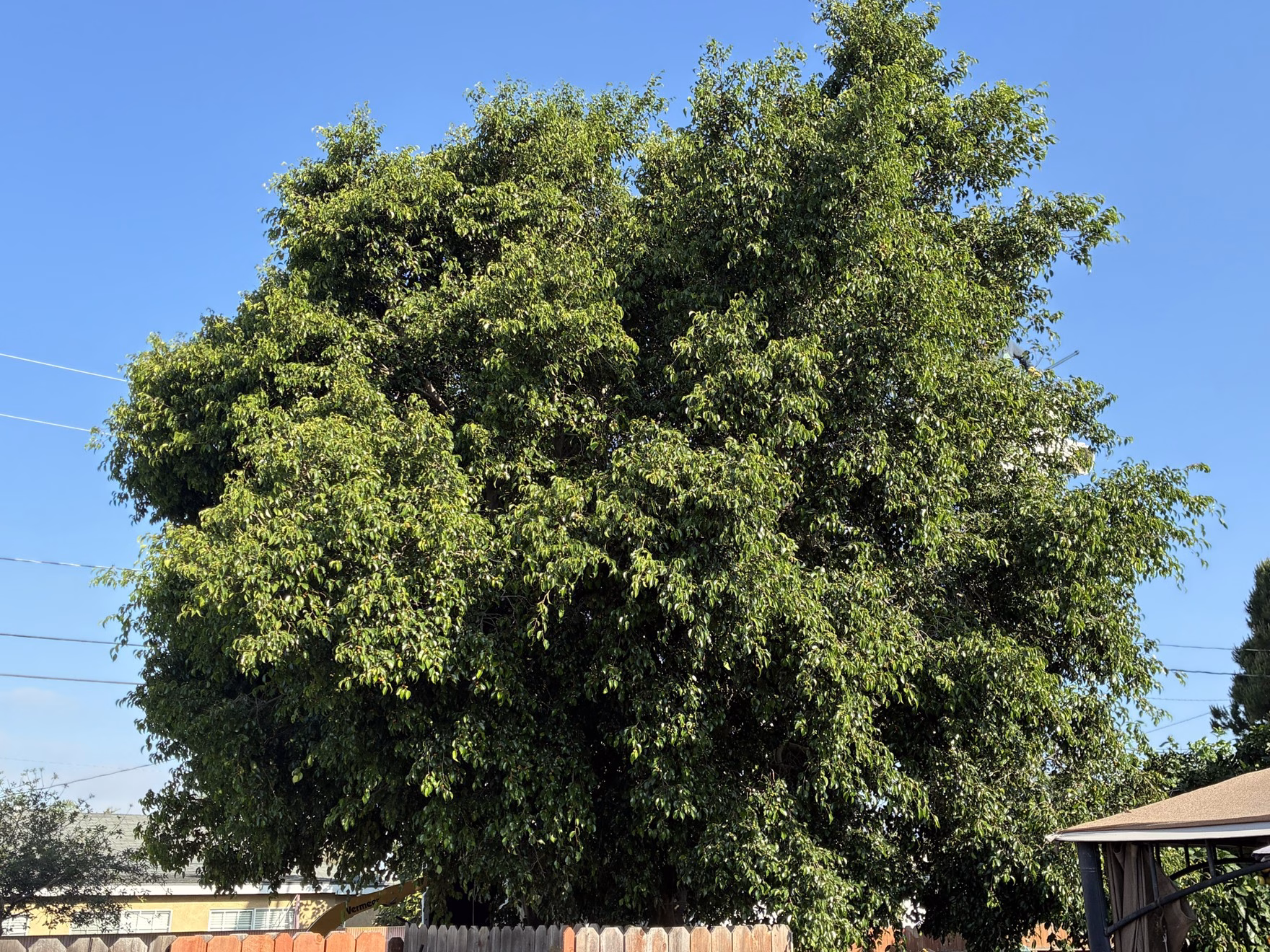 Ficus Tree Trimming Stanton Before
