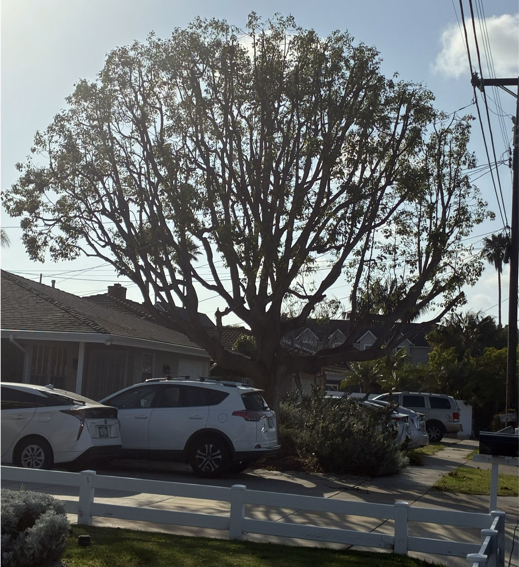 Tree Trimming Costa Mesa After